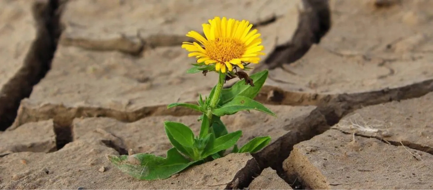 Practice Survival Options for After the Pandemic